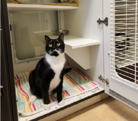 Cat sitting in a loft boarding area
