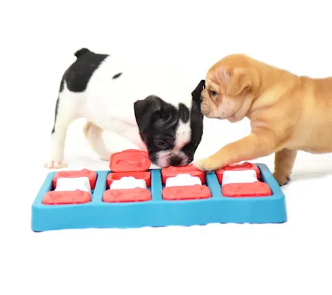 Behavioral Training at Animal Medical Center of Hattiesburg. Behavioral Training at Animal Medical Center of Hattiesburg.