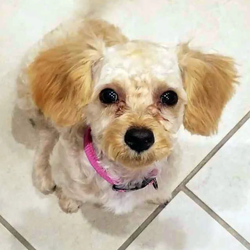 Cali at Conejo Valley Veterinary Hospital Cali at Conejo Valley Veterinary Hospital