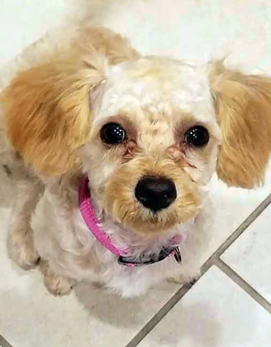 Cali at Conejo Valley Veterinary Hospital Cali at Conejo Valley Veterinary Hospital