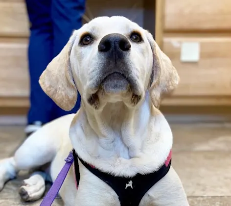 Dog sitting on a tile floor Dog sitting on a tile floor