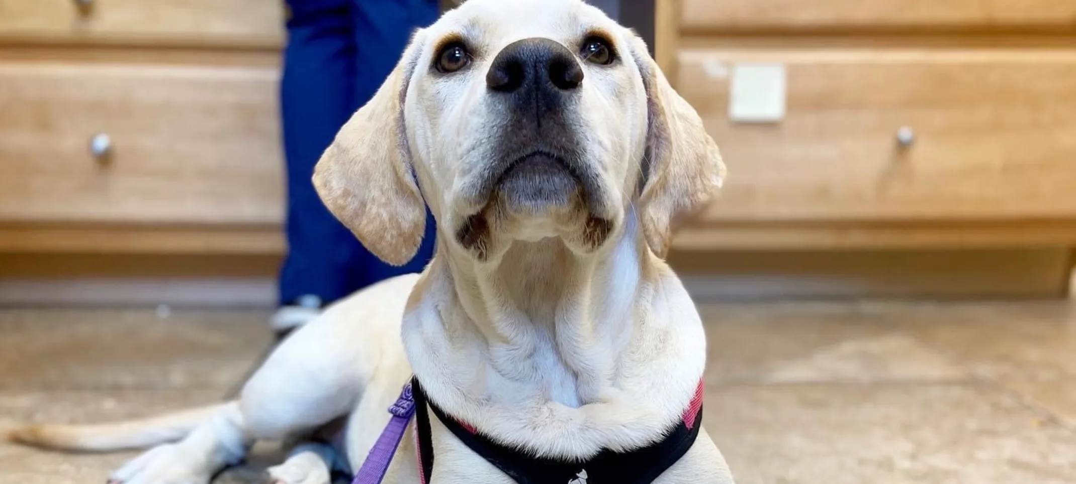 Dog sitting on a tile floor Dog sitting on a tile floor