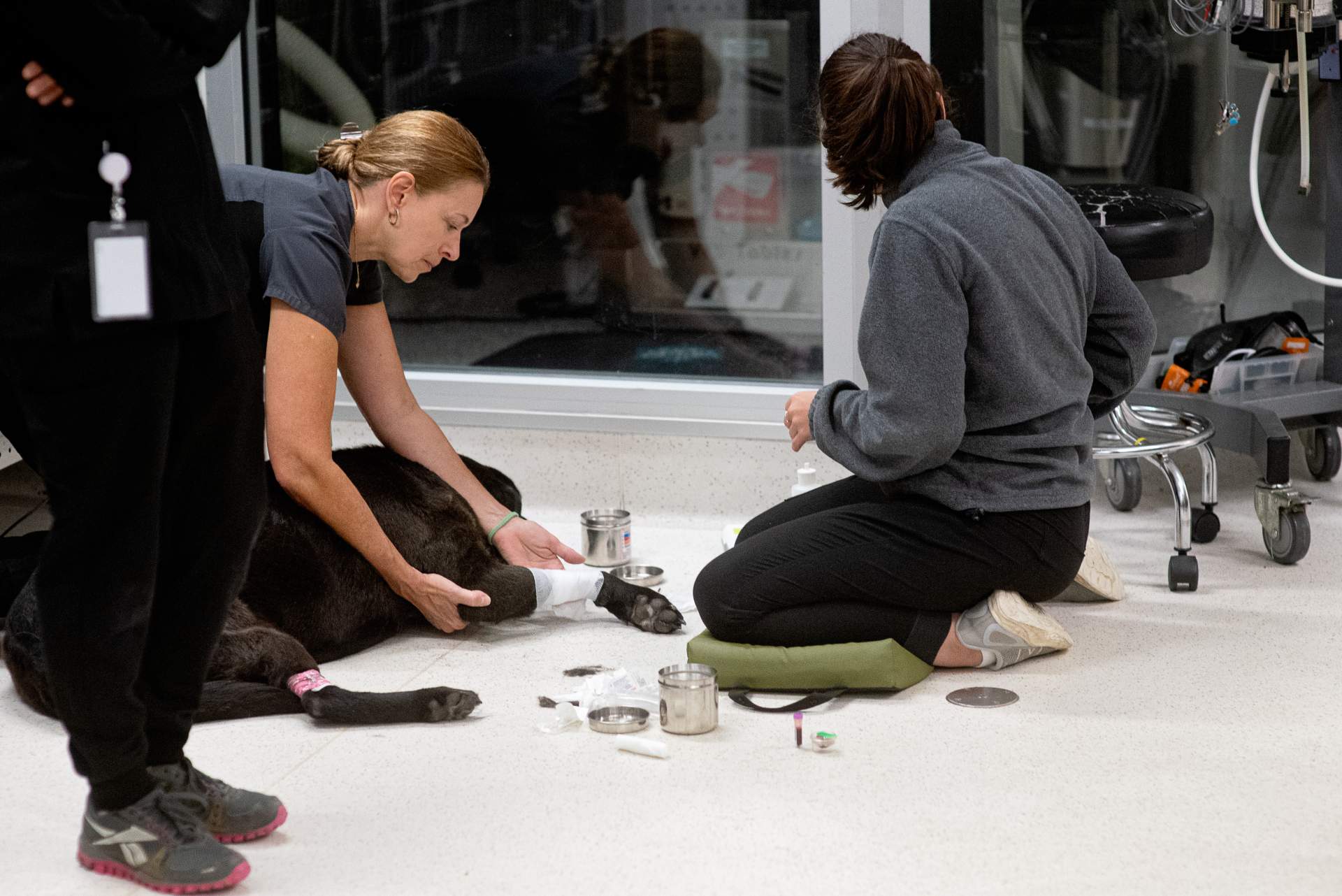 Staff members wrapping a dog's leg