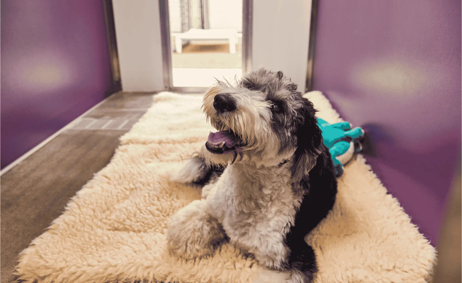 Dog on bed in purple room Dog on bed in purple room