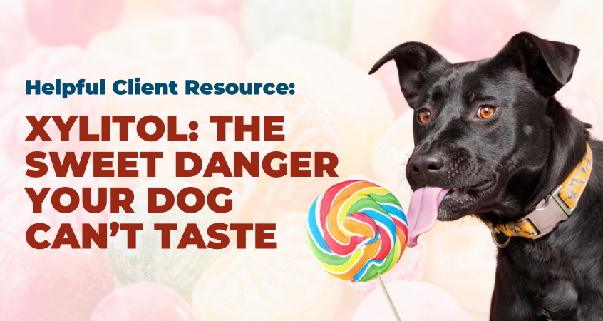 Banner of a dog licking a lollipop with a title: Xylitol: The Sweet Danger Your Dog Can’t Taste