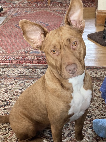 Brown Dog Looking at Camera