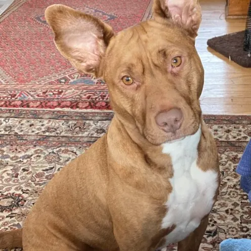 Brown Dog Looking at Camera Brown Dog Looking at Camera