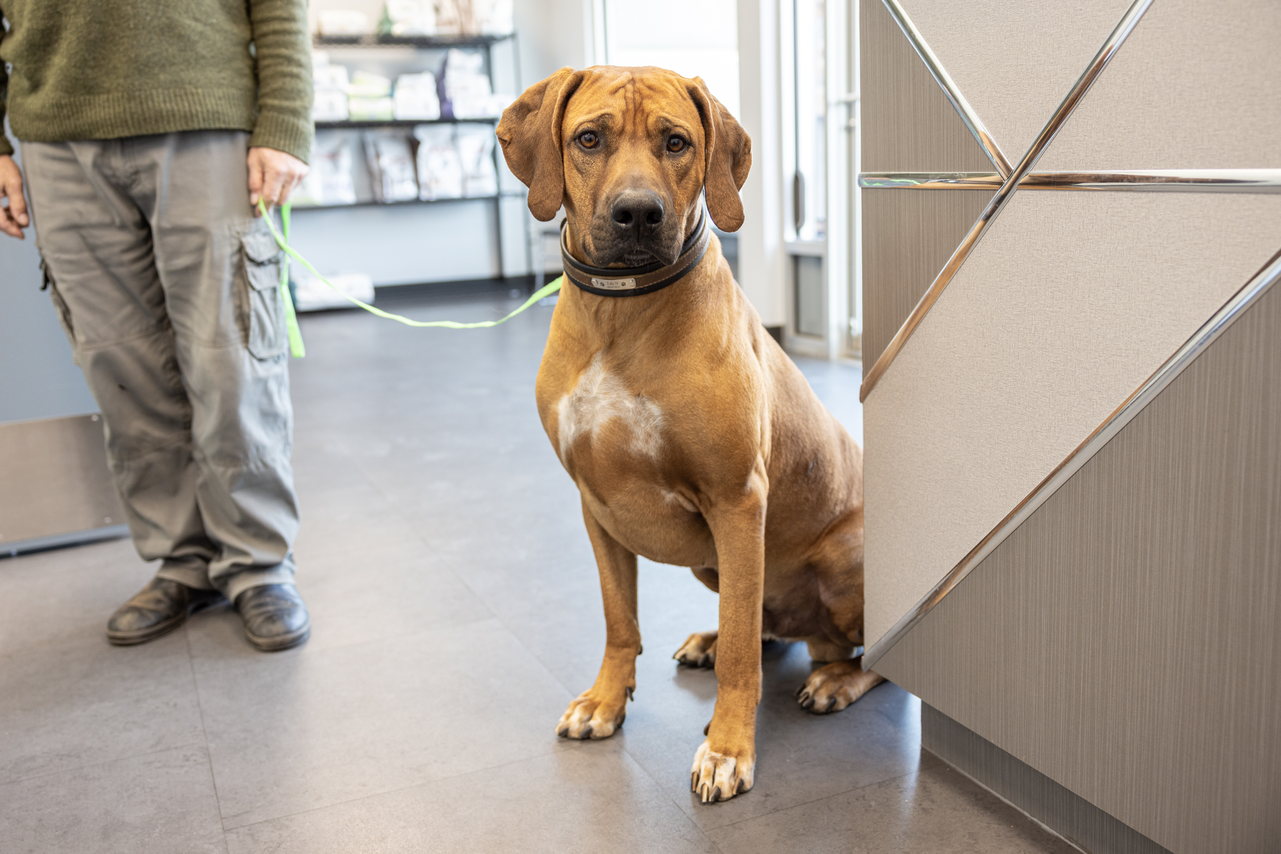 Brown Dog on a Leash