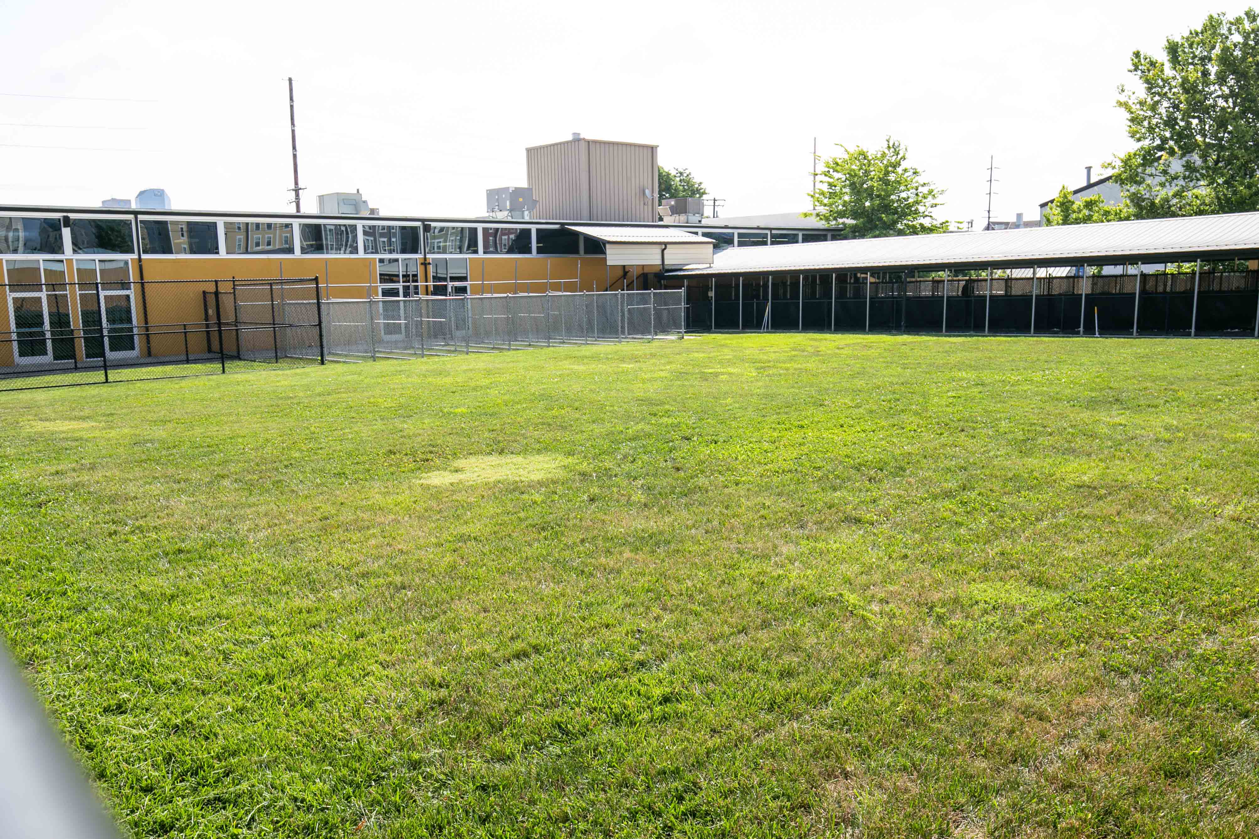 Uptown Hounds Large Yard