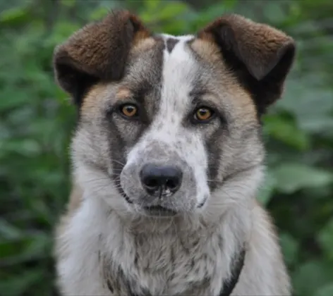 A gray dog in front of a leafy, blurred background A gray dog in front of a leafy, blurred background