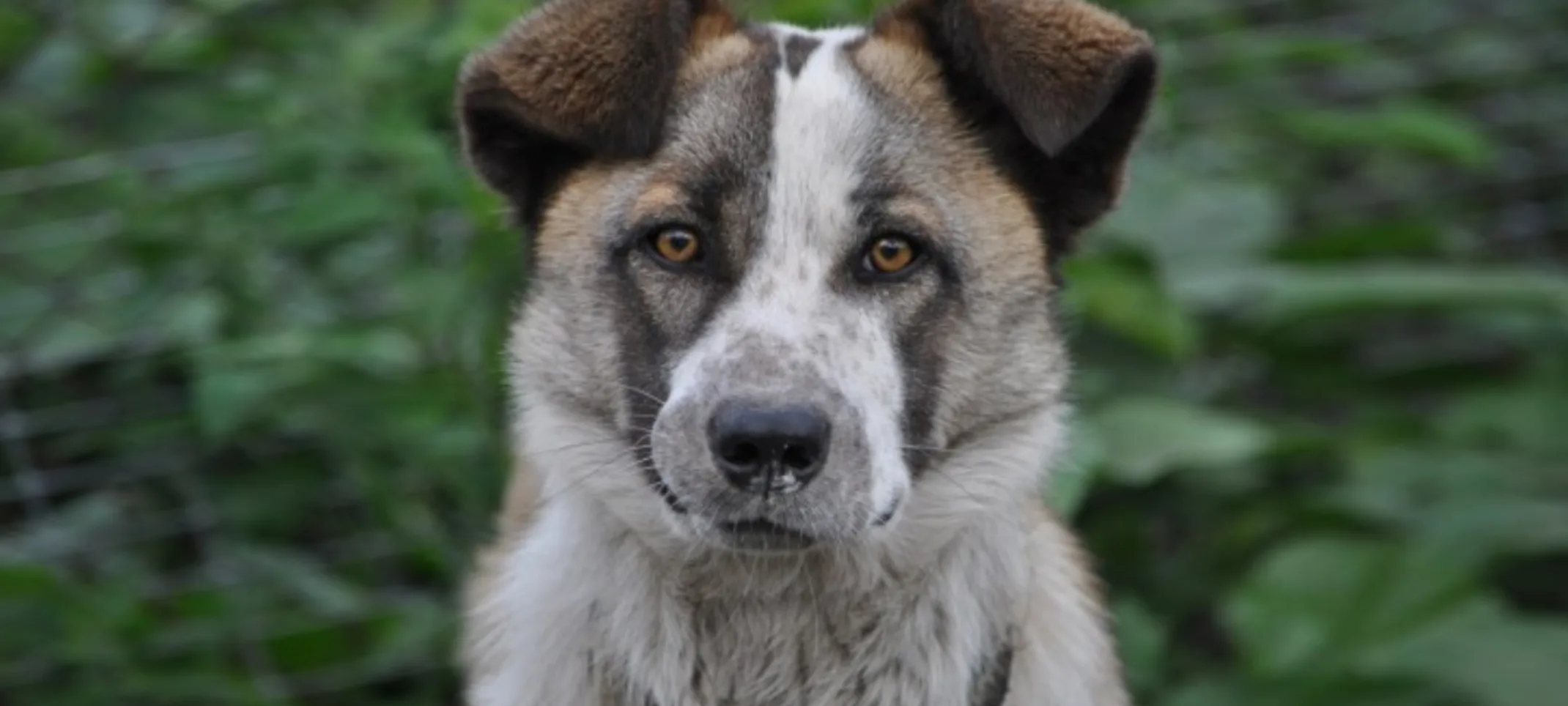 A gray dog in front of a leafy, blurred background A gray dog in front of a leafy, blurred background