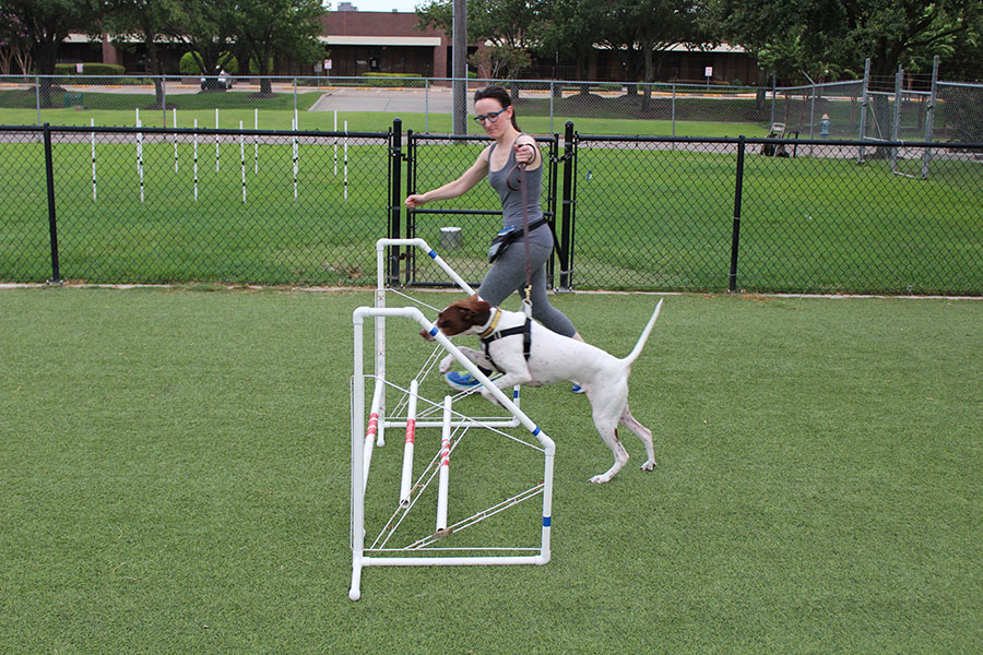 Dog jumping over hurdle and being guided by trainer