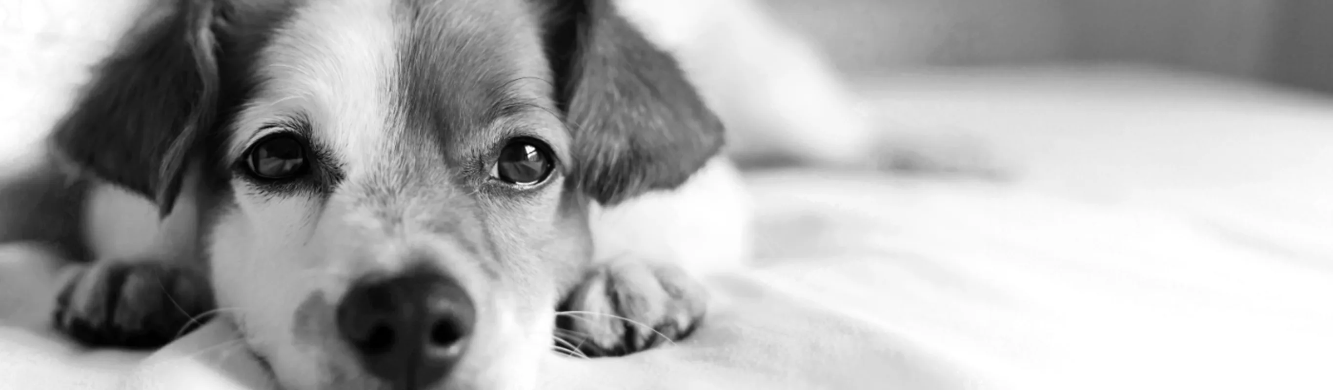 Black and White Picture of a Dog