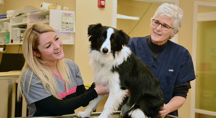 Staff caring for black and white dog