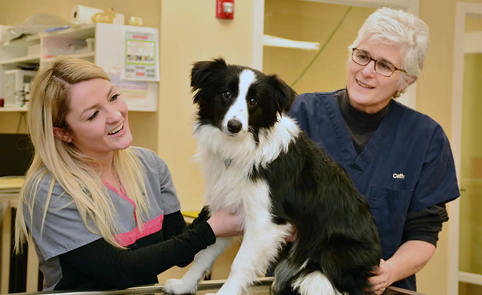 Staff caring for black and white dog Staff caring for black and white dog