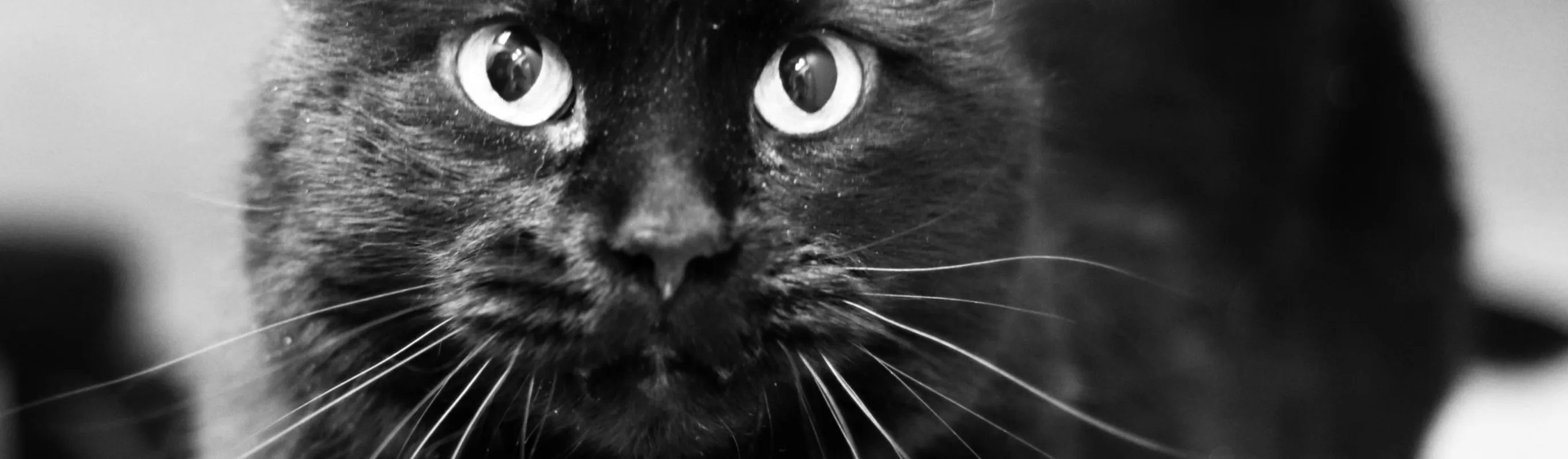 A black cat is looking up. A black cat is looking up.