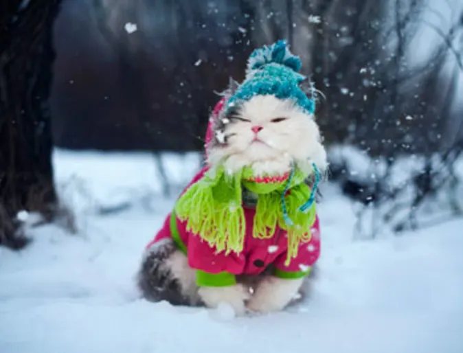 Cat wearing winter attire in snow Cat wearing winter attire in snow