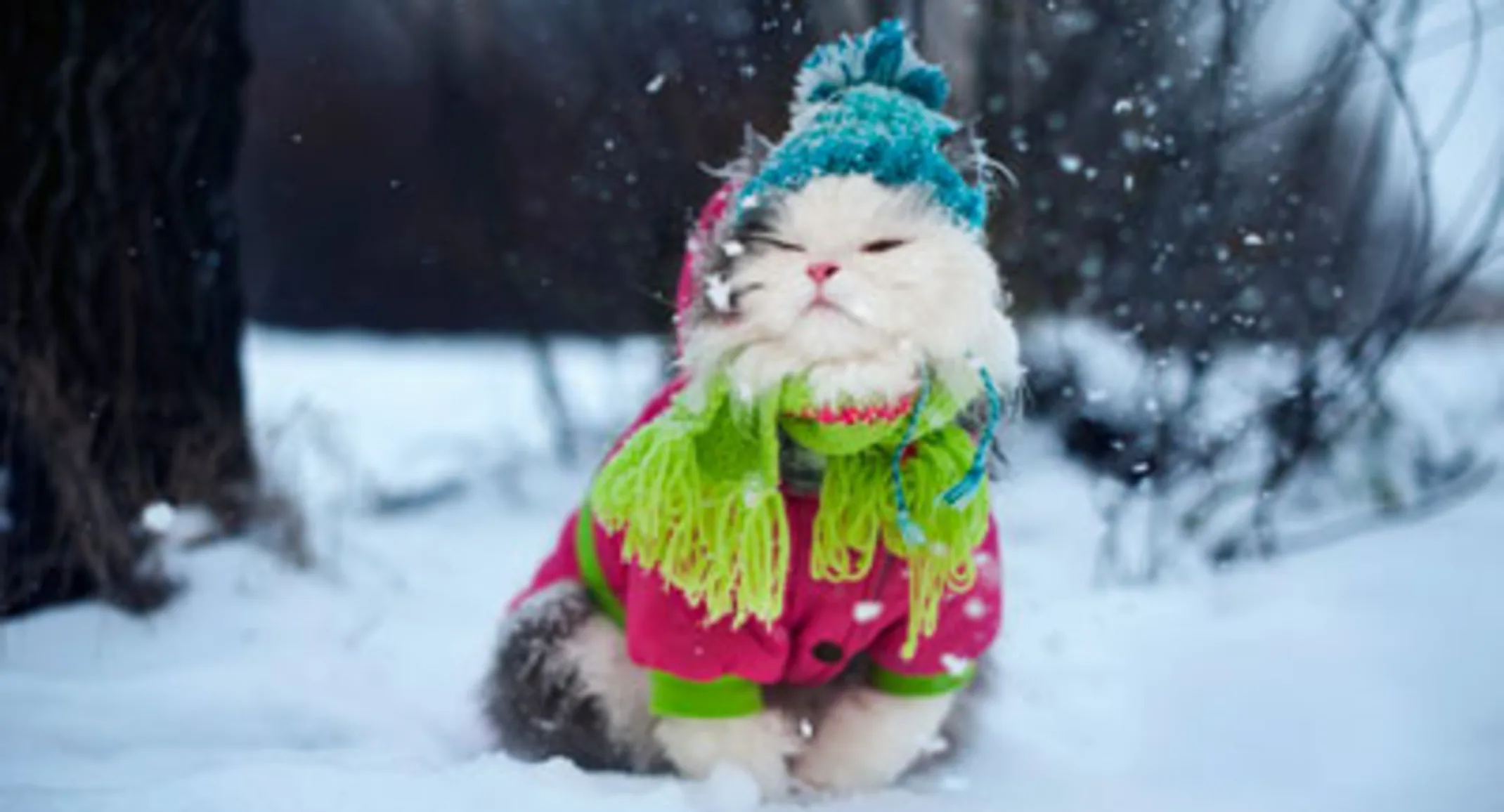 Cat wearing winter attire in snow Cat wearing winter attire in snow