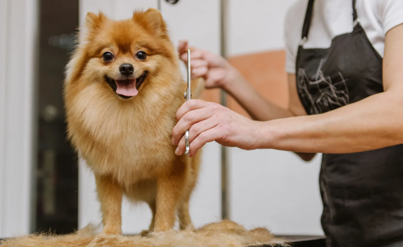 Pomeranian Dog Getting Groomed