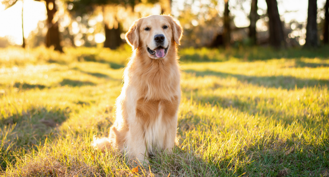 Golden Retriever Sitting Outside in the Sunset