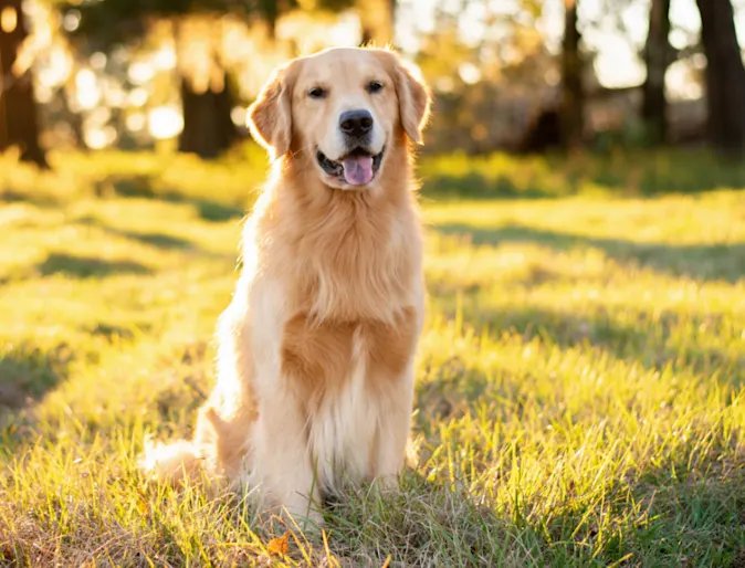 Golden Retriever Sitting Outside in the Sunset Golden Retriever Sitting Outside in the Sunset
