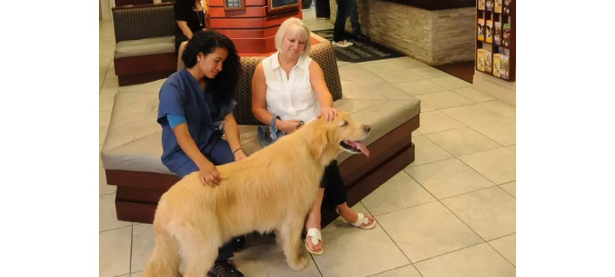 Dog being pet by veterinarian and client