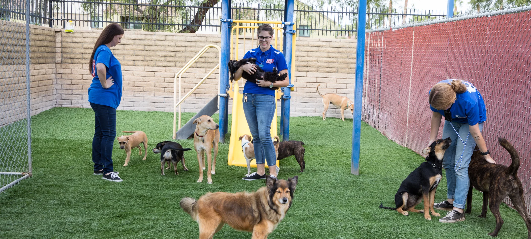 dogs in play yard with staff dogs in play yard with staff
