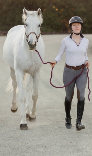 A Horse trotting for a lameness exam