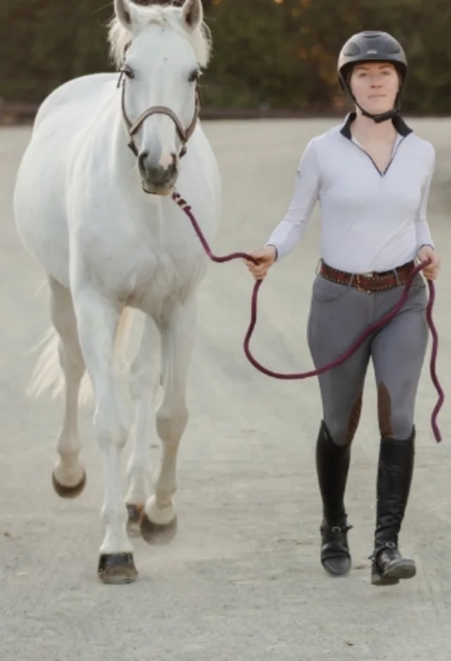 A Horse trotting for a lameness exam A Horse trotting for a lameness exam