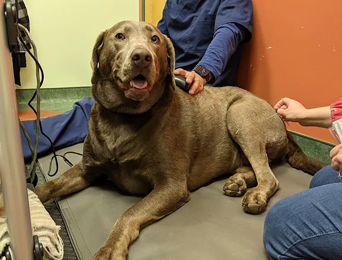 Brown Dog Receiving Acupuncture Brown Dog Receiving Acupuncture