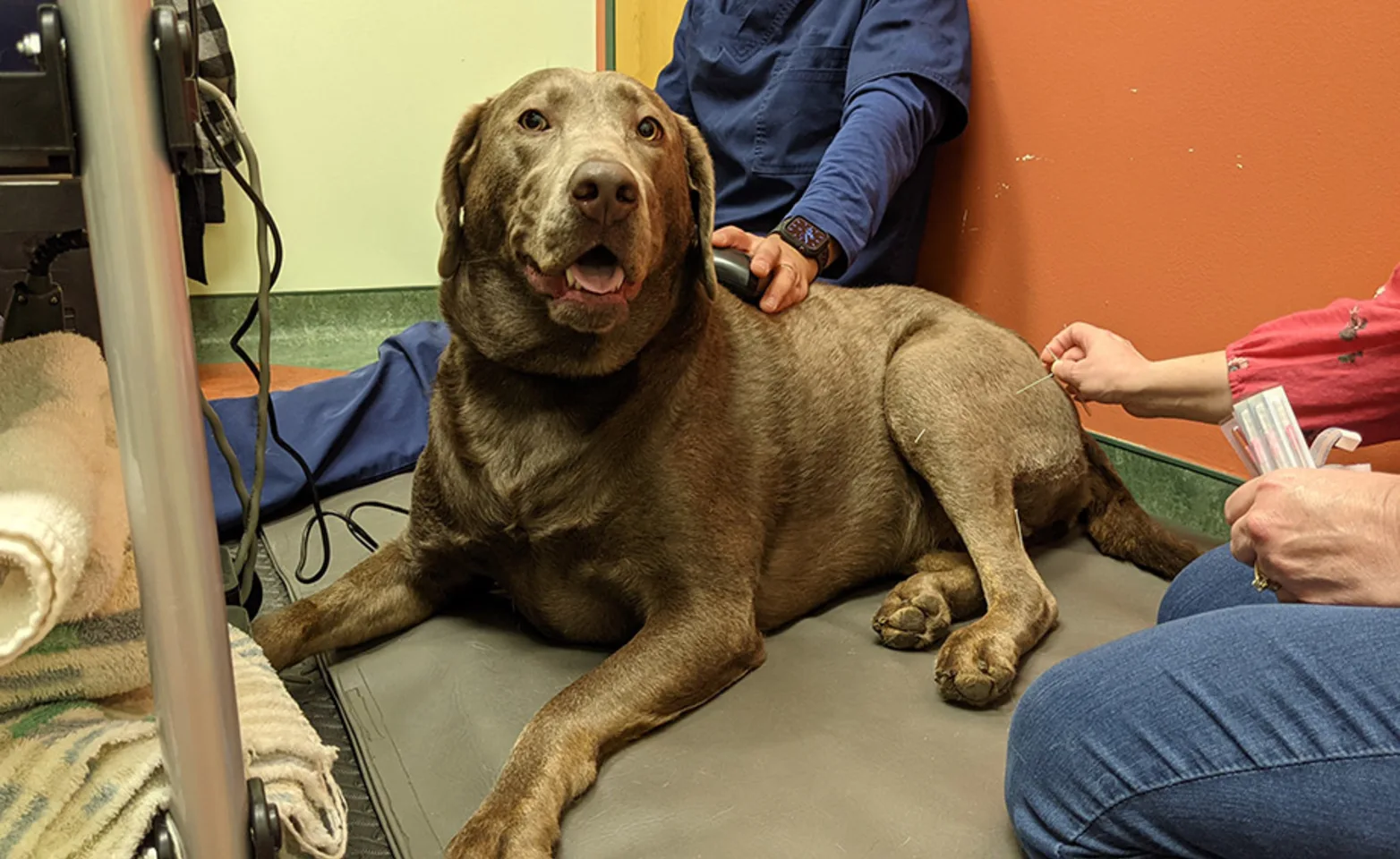 Brown Dog Receiving Acupuncture