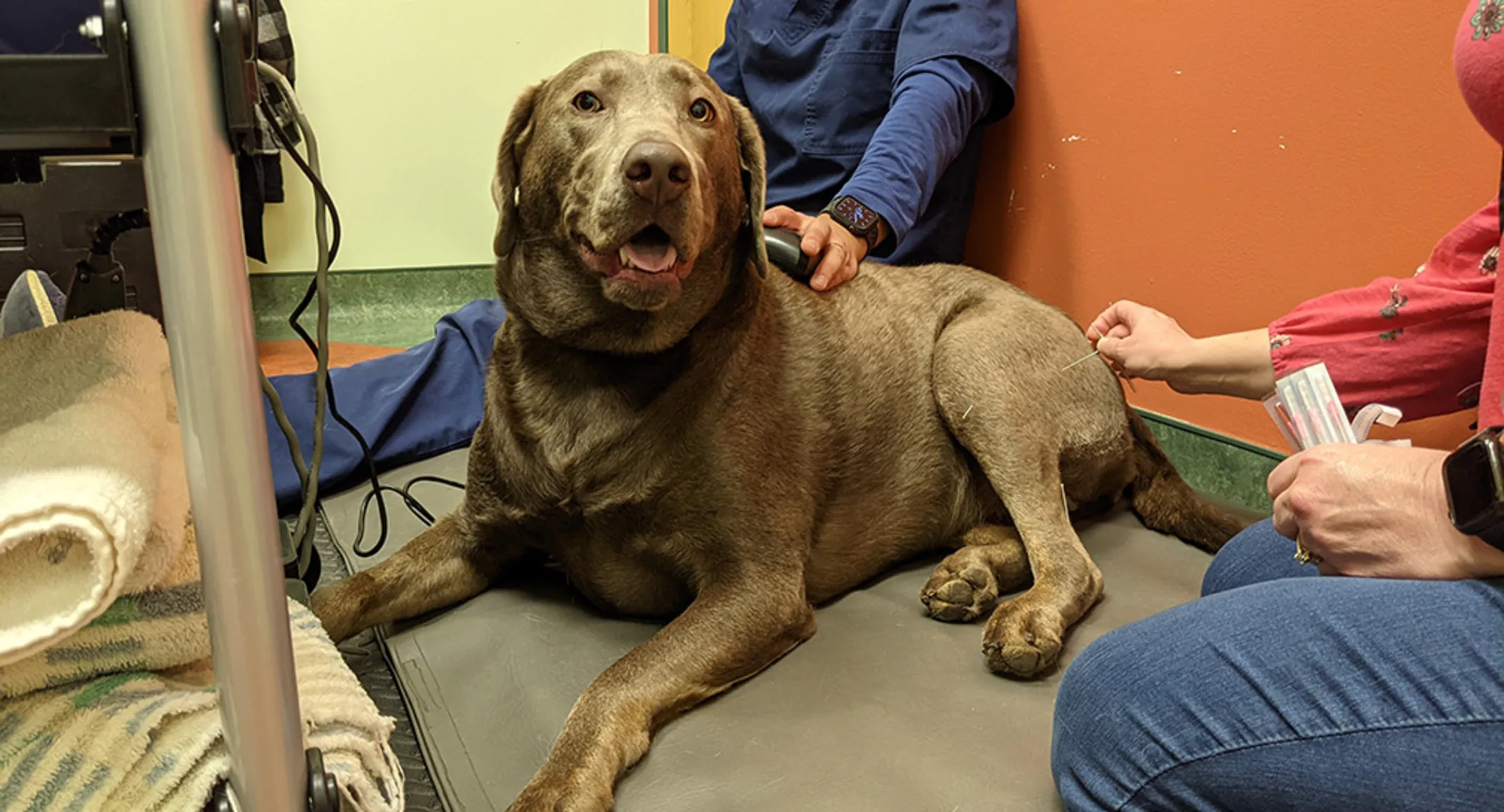 Brown Dog Receiving Acupuncture Brown Dog Receiving Acupuncture