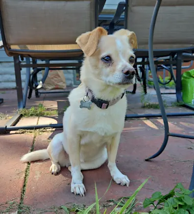 Ellie (Dog) Ellie (Dog)