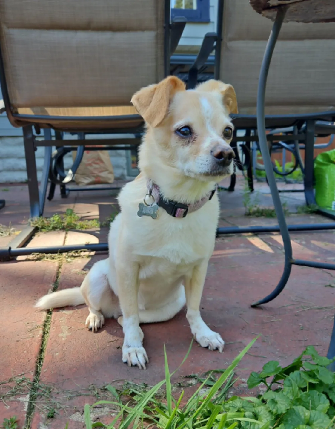 Ellie (Dog) Ellie (Dog)