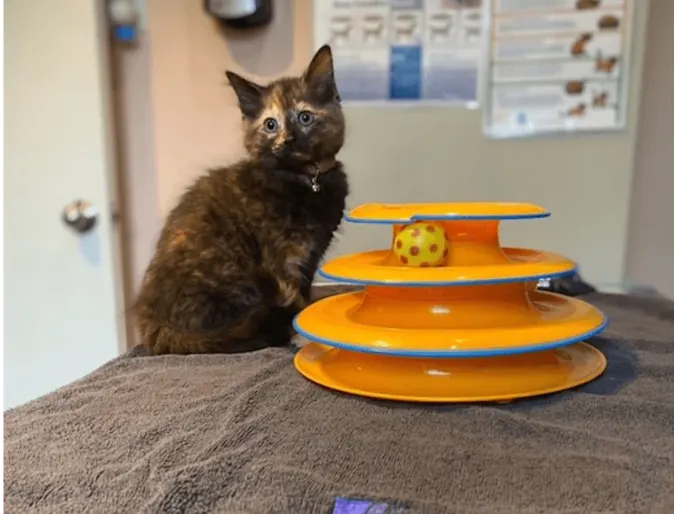 Cat sitting with a toy Cat sitting with a toy