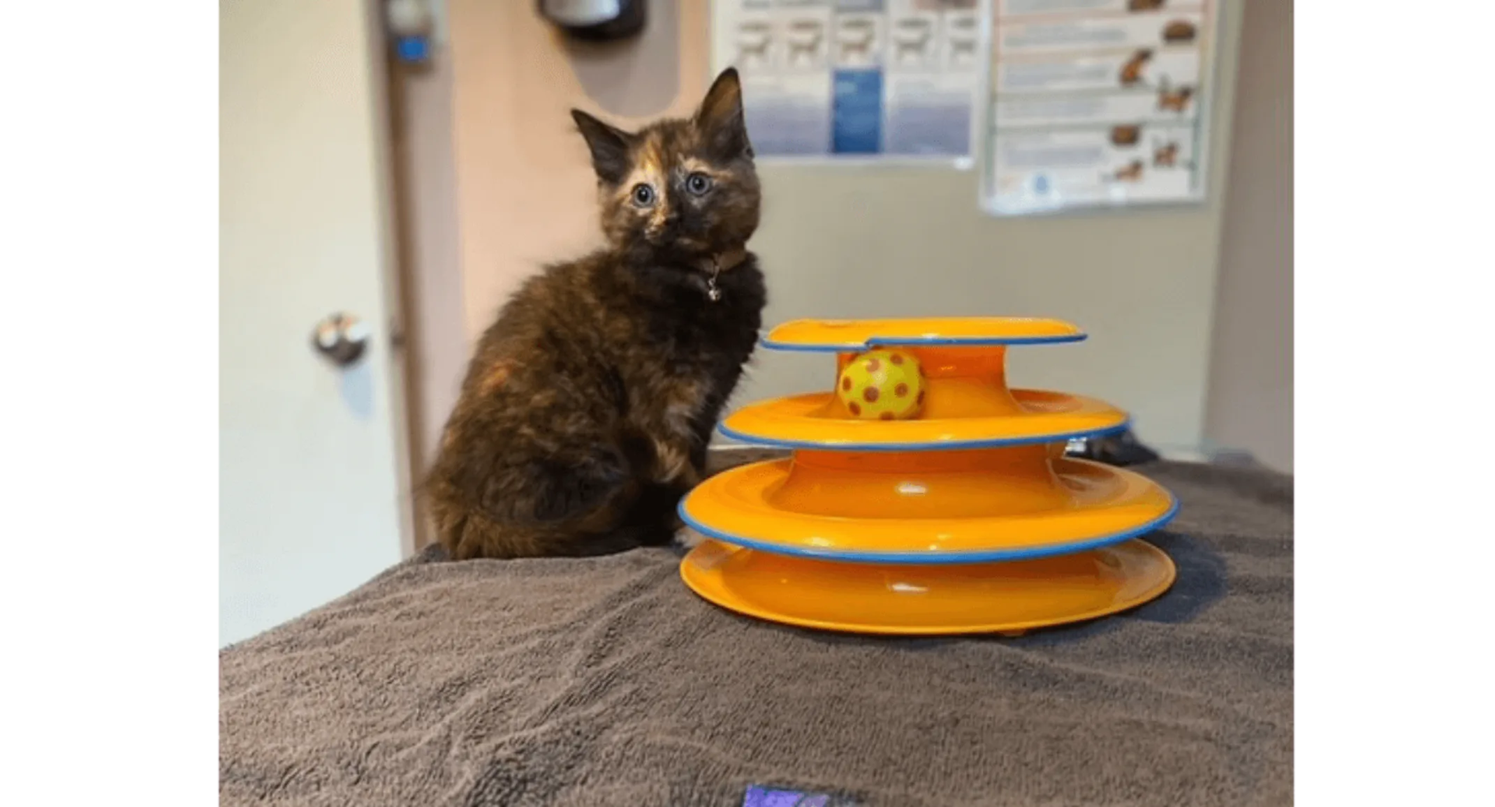 Cat sitting with a toy Cat sitting with a toy