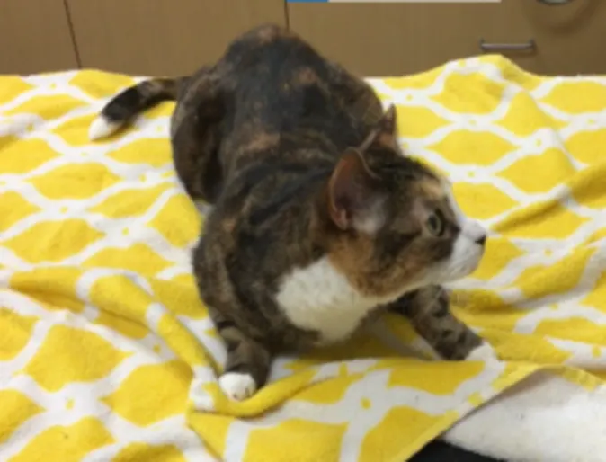 Calico cat on yellow blanket Calico cat on yellow blanket