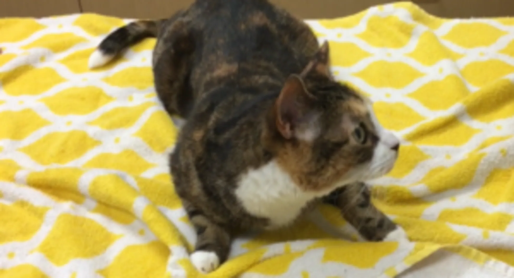 Calico cat on yellow blanket Calico cat on yellow blanket