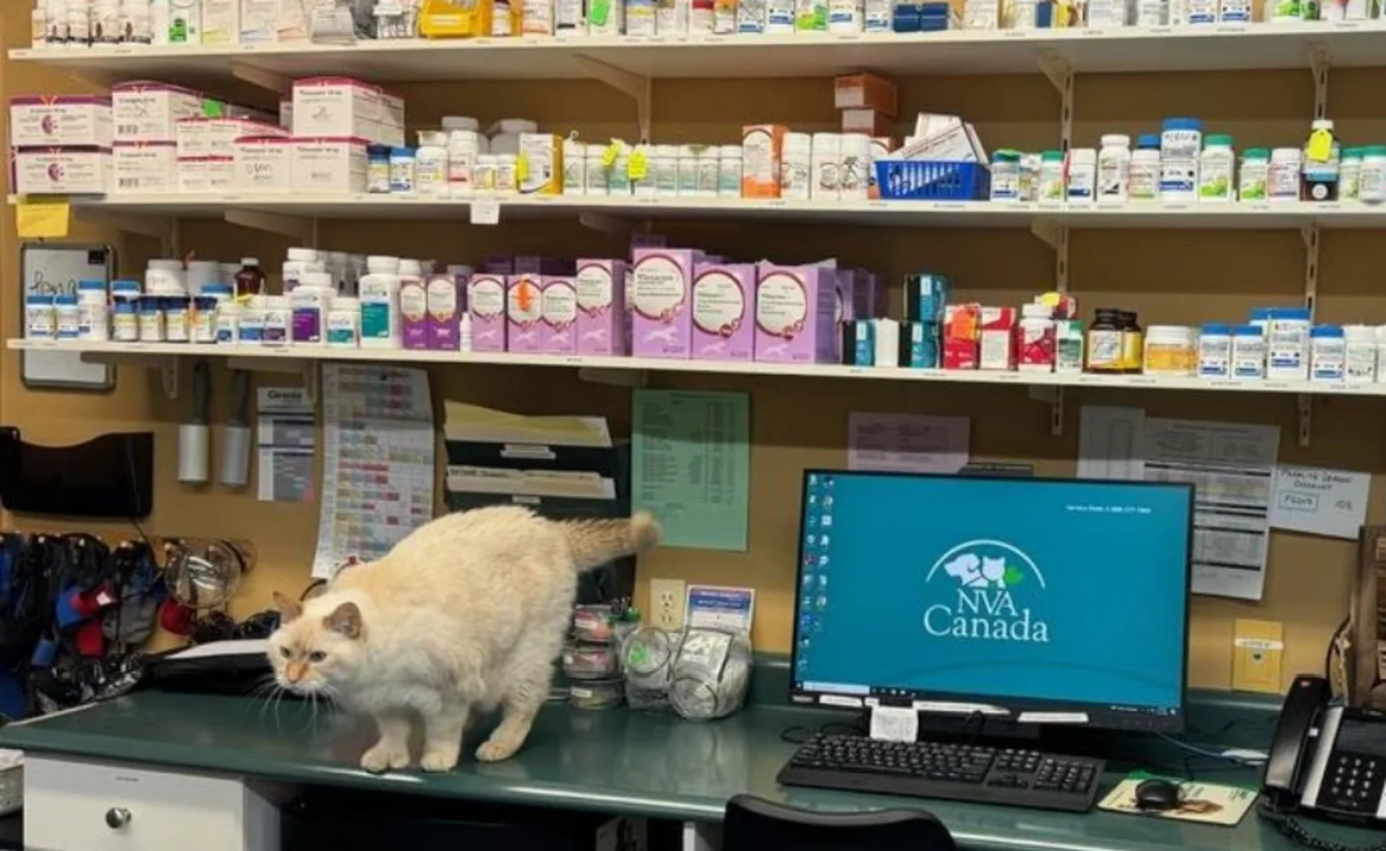Cat in front of pharmacy Cat in front of pharmacy