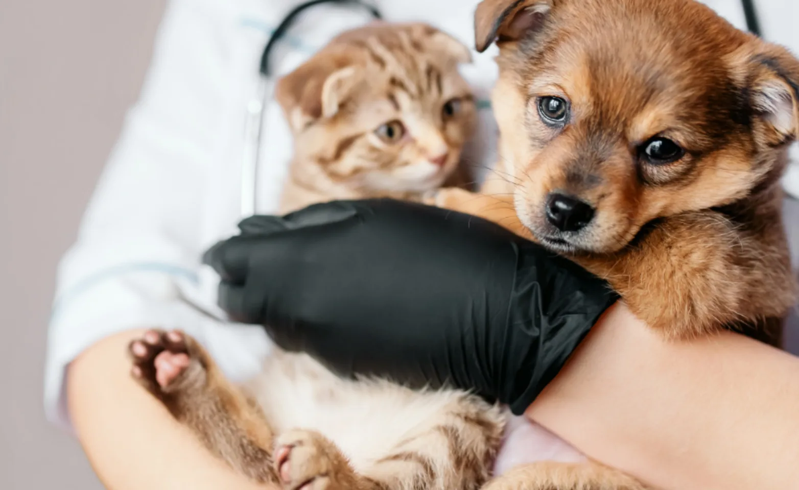 Veterinarian Holding a Puppy & Kitten Veterinarian Holding a Puppy & Kitten