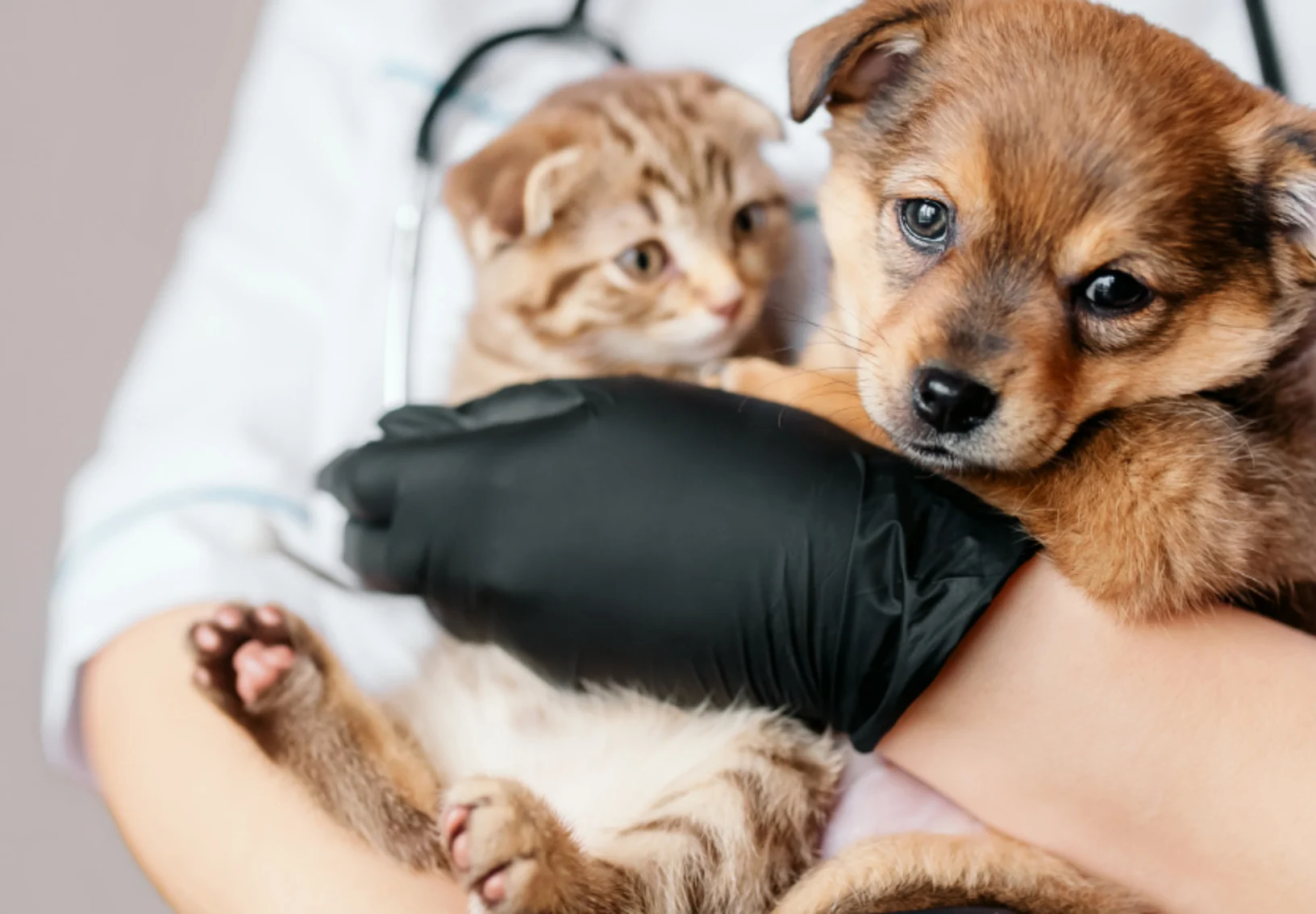 Veterinarian Holding a Puppy & Kitten Veterinarian Holding a Puppy & Kitten
