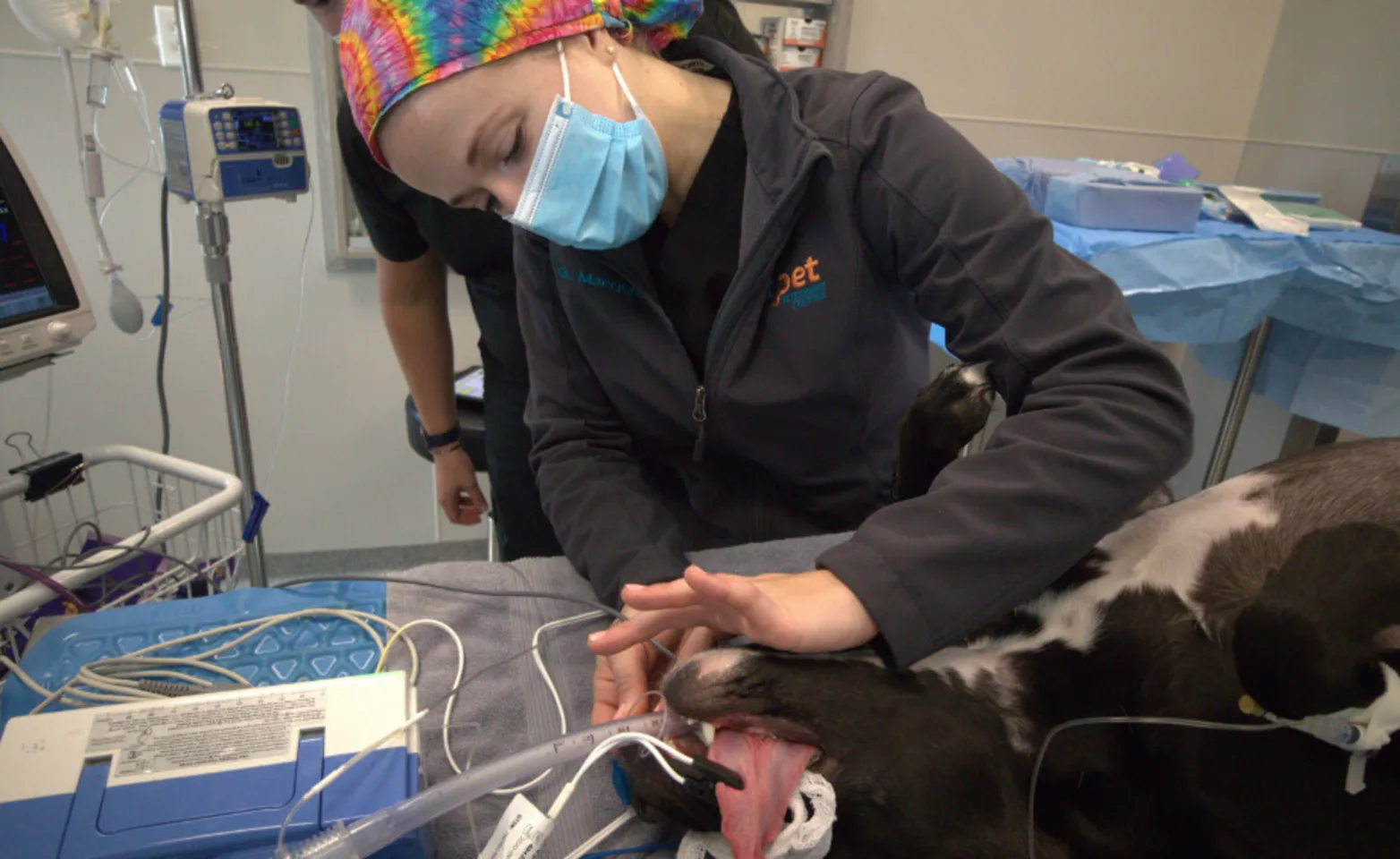 Veterinary putting dog under anesthesia Veterinary putting dog under anesthesia