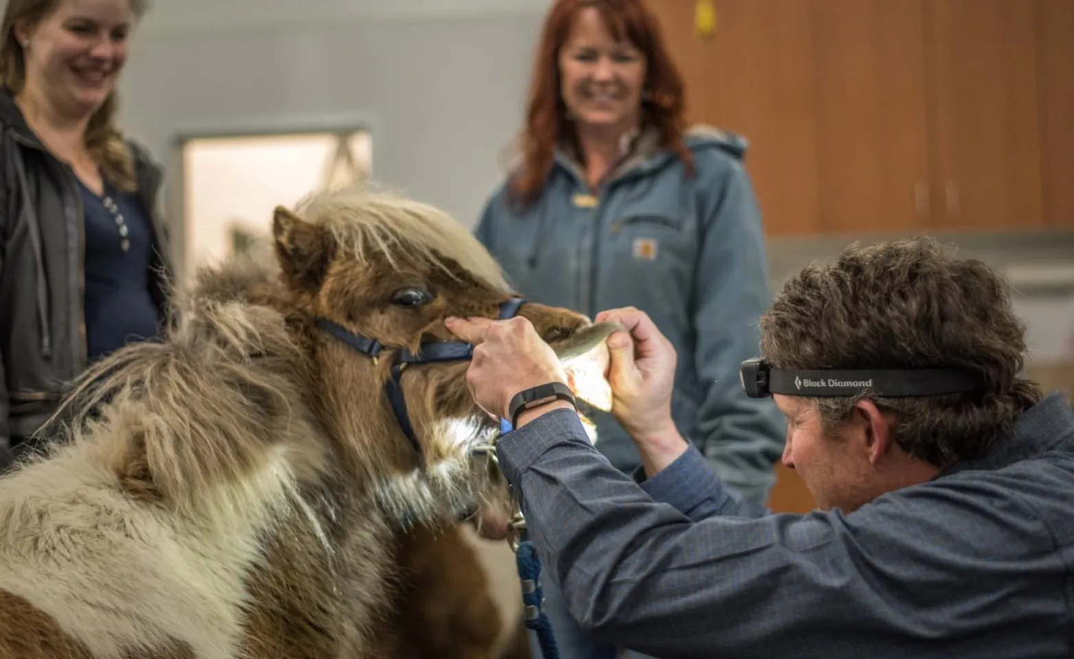 Veterinary staff at McKinlay & Peters Equine Hospital performing a dental examination on a horse Veterinary staff at McKinlay & Peters Equine Hospital performing a dental examination on a horse