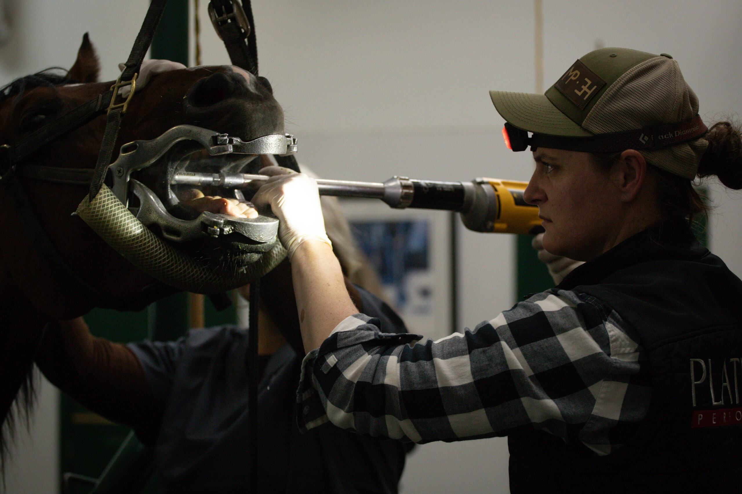 Veterinary staff at McKinlay & Peters Equine Hospital performing a dental examination on a horse