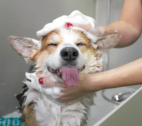 Corgi (Dog) Being Shampooed Corgi (Dog) Being Shampooed