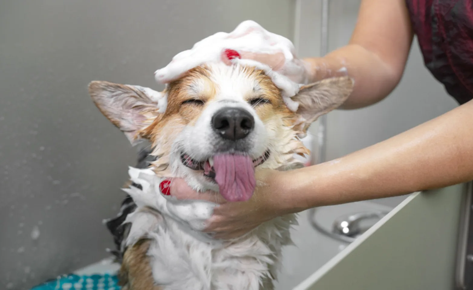 Corgi (Dog) Being Shampooed