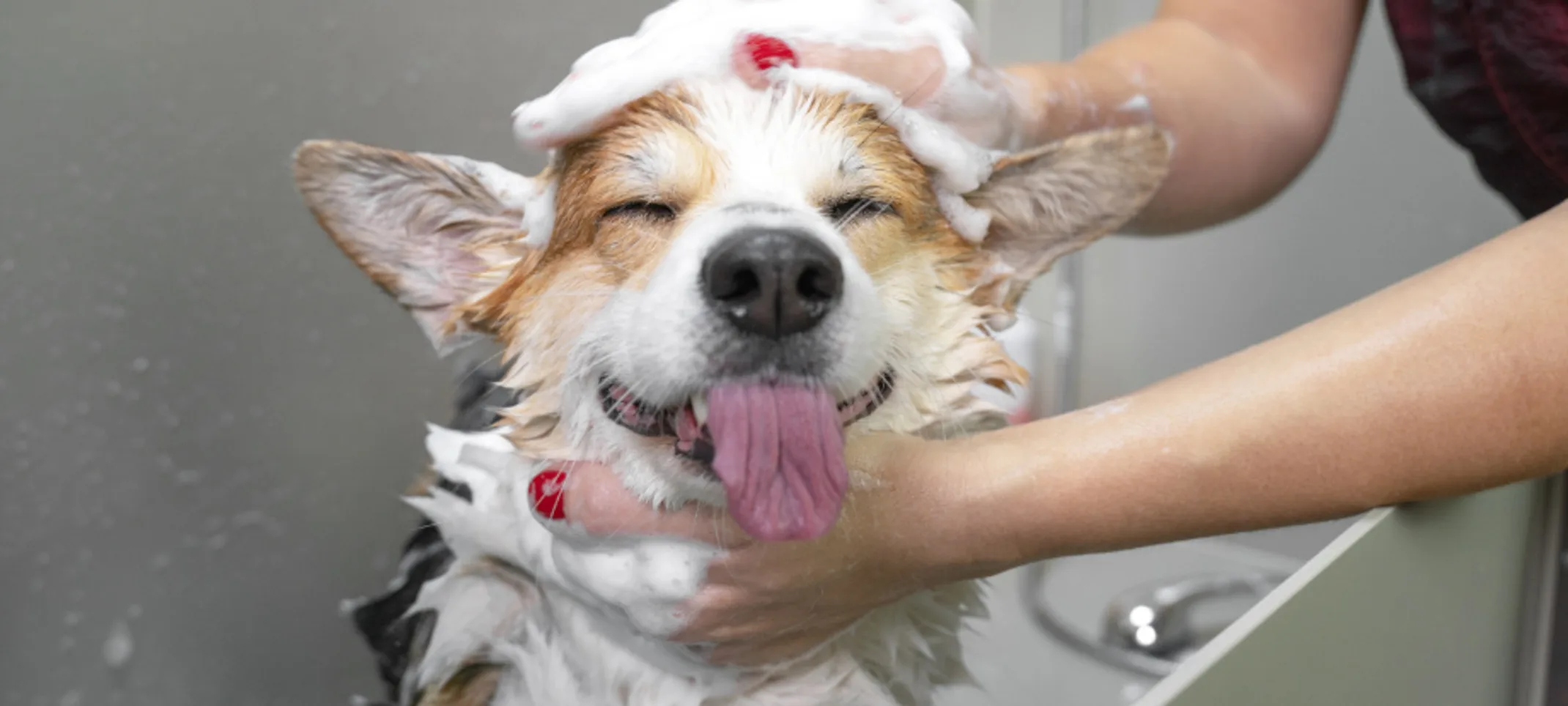 Corgi (Dog) Being Shampooed Corgi (Dog) Being Shampooed