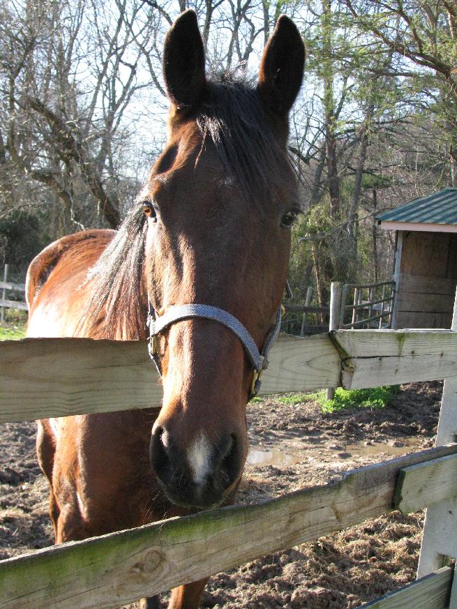 Sharon Horse at Delmarva Equine Clinic