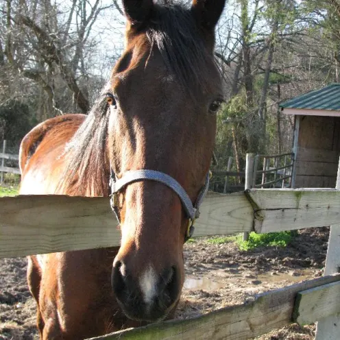 Sharon Horse at Delmarva Equine Clinic