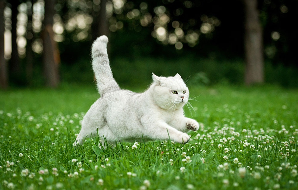 Cat laying in grass